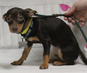 Doxie-Pin Dogs for adoption in Kennesaw, GA, USA