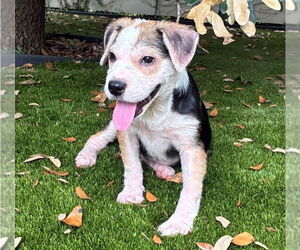 Mutt Dogs for adoption in Lakewood, CO, USA