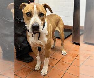 American Pit Bull Terrier-Unknown Mix Dogs for adoption in Camarillo, CA, USA