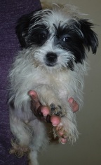 ShihPoo Dogs for adoption in Commerce, GA, USA
