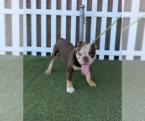 Bulldog Dogs for adoption in Modesto, CA, USA