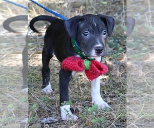 Staffordshire Bull Terrier Dogs for adoption in Bandera, TX, USA