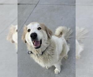 Great Pyrenees-Unknown Mix Dogs for adoption in Elk Grove, CA, USA