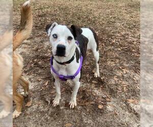 American Bulldog-Unknown Mix Dogs for adoption in Peachtree City, GA, USA