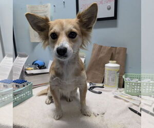 Colonial Cocker Spaniel-Papillon Mix Dogs for adoption in Chico, CA, USA