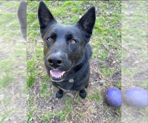 Gerberian Shepsky Dogs for adoption in Winston Salem, NC, USA