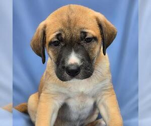 Labrador Retriever-Unknown Mix Dogs for adoption in San Diego, CA, USA