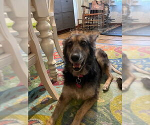 German Shepherd Dog Dogs for adoption in Kansas City, MO, USA