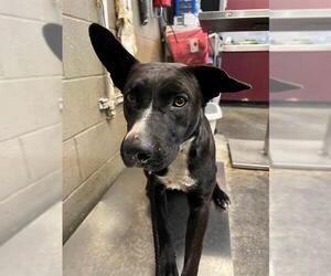 American Pit Bull Terrier Dogs for adoption in Downey, CA, USA