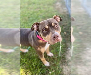 American Bulldog Dogs for adoption in Louisville, KY, USA