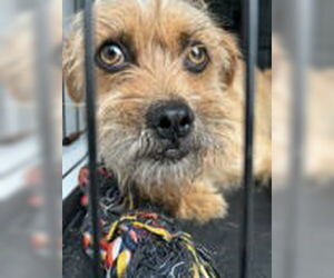 Mutt Dogs for adoption in Virginia Beach, VA, USA