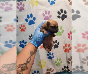 German Shepherd Dog Dogs for adoption in Houston, TX, USA