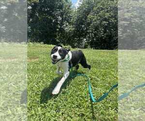 Mutt Dogs for adoption in Candler, NC, USA