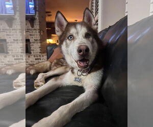 Siberian Husky Dogs for adoption in Cumming, GA, USA