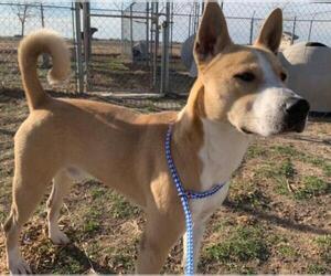 Basenji Dogs for adoption in Amarillo, TX, USA