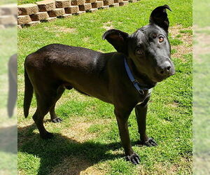 German Shepherd Dog-Unknown Mix Dogs for adoption in Newfoundland, PA, USA