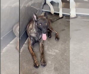 - Mix Dogs for adoption in Imlay City, MI, USA