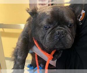 French Bulldog Dogs for adoption in Orange, CA, USA