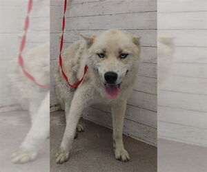 Siberian Husky Dogs for adoption in San Bernardino, CA, USA
