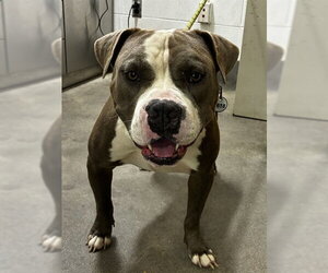 Mutt Dogs for adoption in Forestville, MD, USA