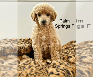 Poodle (Standard) Dogs for adoption in Studio City, CA, USA