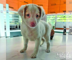Mutt Dogs for adoption in Washington, DC, USA