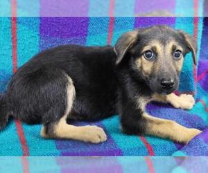 Mutt Dogs for adoption in Thief River Falls, MN, USA