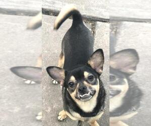 Minnie Jack Dogs for adoption in phoenix, AZ, USA