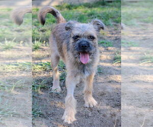 Border Terrier-Unknown Mix Dogs for adoption in Silver Spring, MD, USA