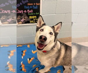 Siberian Husky Dogs for adoption in Brighton, CO, USA