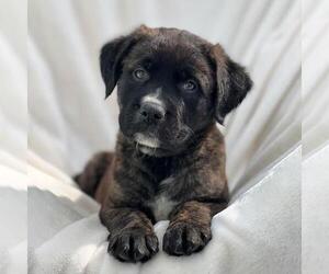 Labrador Retriever-Unknown Mix Dogs for adoption in San Diego, CA, USA