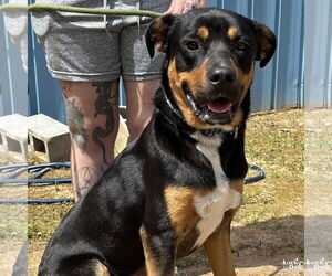 Labrottie Dogs for adoption in Washington, DC, USA