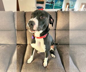 Mutt Dogs for adoption in Oak Bluffs, MA, USA