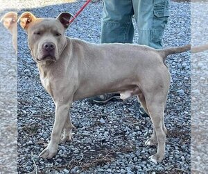 American Pit Bull Terrier-Unknown Mix Dogs for adoption in Rustburg, VA, USA