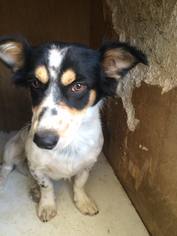 Pembroke Welsh Corgi Dogs for adoption in Napa, CA, USA