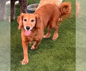 Golden Retriever-Unknown Mix Dogs for adoption in Naples, FL, USA