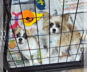 ShiChi Dogs for adoption in Mukwonago, WI, USA