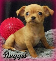 Medium Photo #1 Chiweenie Puppy For Sale in Anaheim Hills, CA, USA