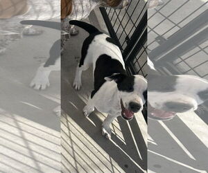 Beagle-Unknown Mix Dogs for adoption in Stover, MO, USA