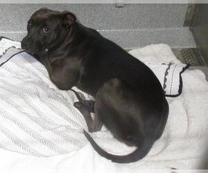 American Pit Bull Terrier Dogs for adoption in Orange, CA, USA