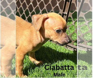 Cairn Terrier-Dachshund Mix Dogs for adoption in San Diego , CA, USA