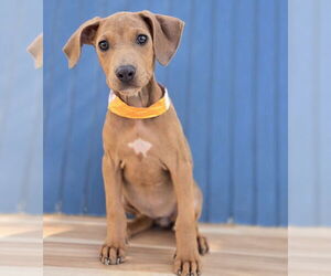 Doberman Pinscher-Unknown Mix Dogs for adoption in Lakewood, CO, USA