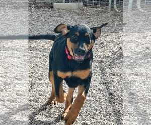 Coonhound-Unknown Mix Dogs for adoption in Stover, MO, USA