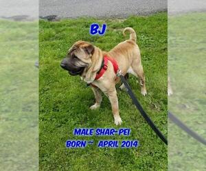 Chinese Shar-Pei Dogs for adoption in Huddleston, VA, USA