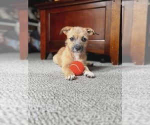 Pekingese-Unknown Mix Dogs for adoption in Westwood, NJ, USA
