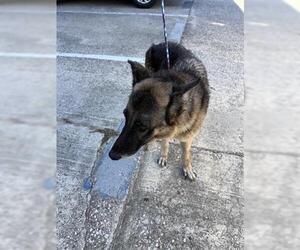 German Shepherd Dog Dogs for adoption in Houston, TX, USA