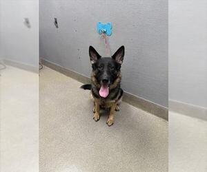 German Shepherd Dog-Unknown Mix Dogs for adoption in Las Vegas, NV, USA