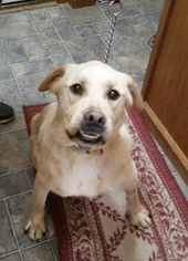Medium Photo #1 Labrador Retriever-Unknown Mix Puppy For Sale in O Fallon, MO, USA