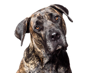 Mastiff Dogs for adoption in West Hollywood, CA, USA