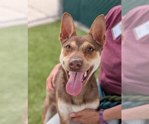 German Shepherd Dog-Siberian Husky Mix Dogs for adoption in Downey, CA, USA